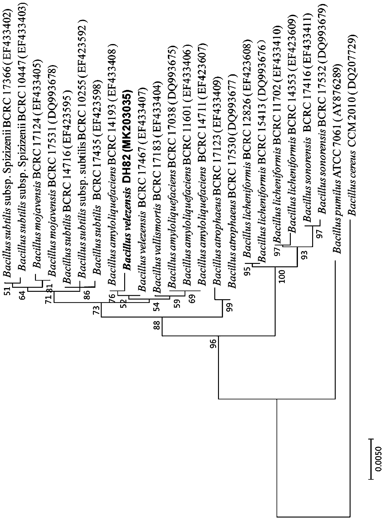 Bacillus velezensis DH82 and preparation method and application of antibacterial protein thereof