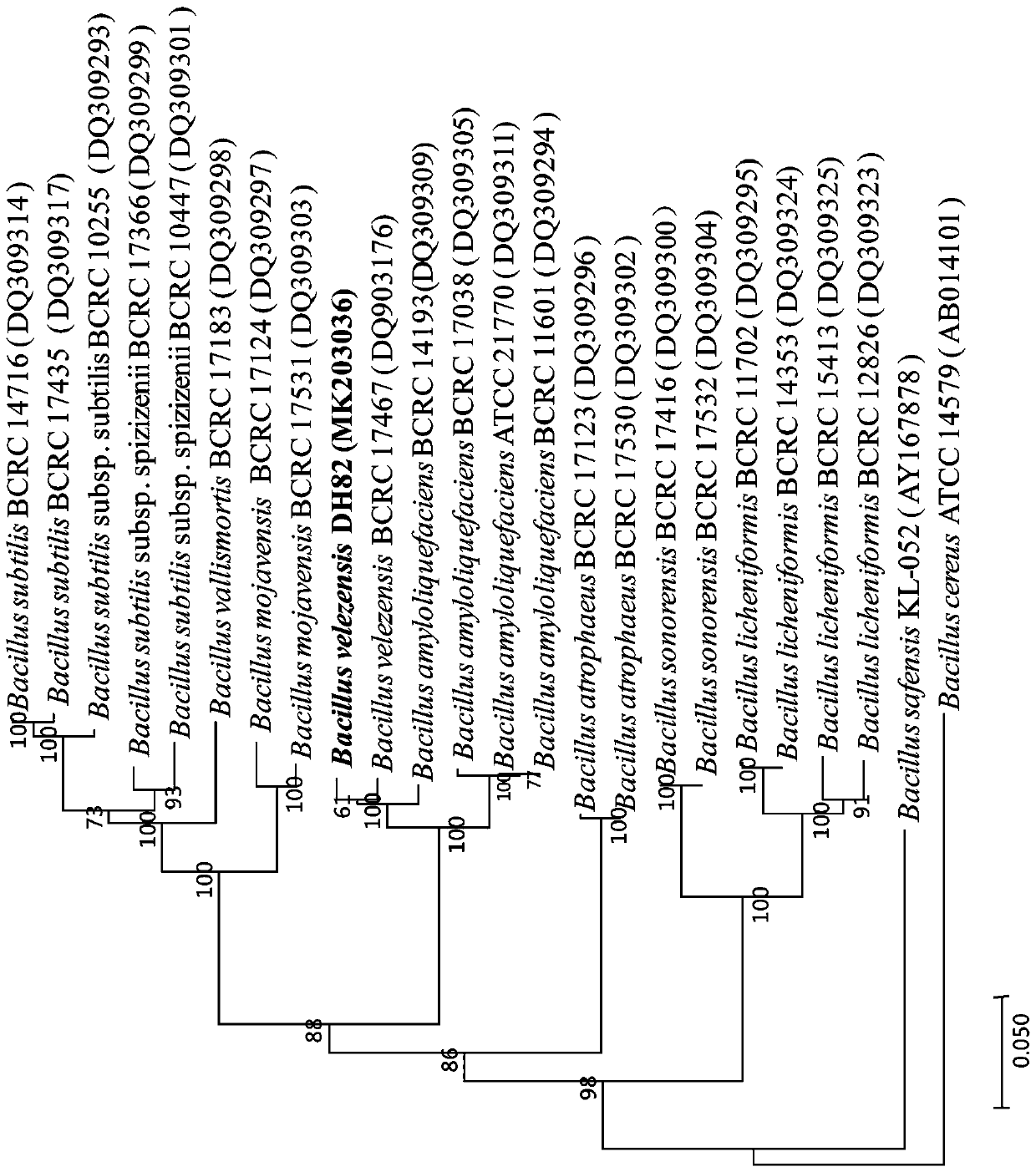 Bacillus velezensis DH82 and preparation method and application of antibacterial protein thereof