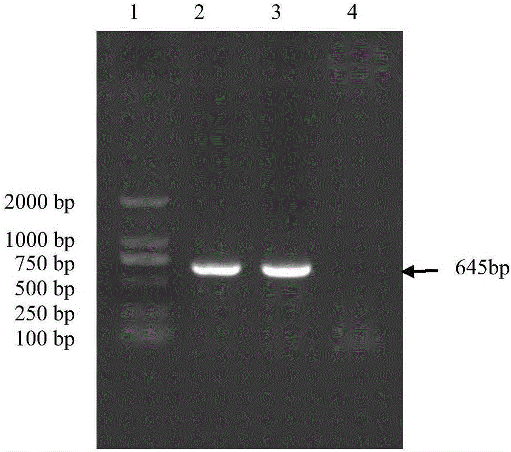 Porcine Epidemic Diarrhea Virus and application thereof