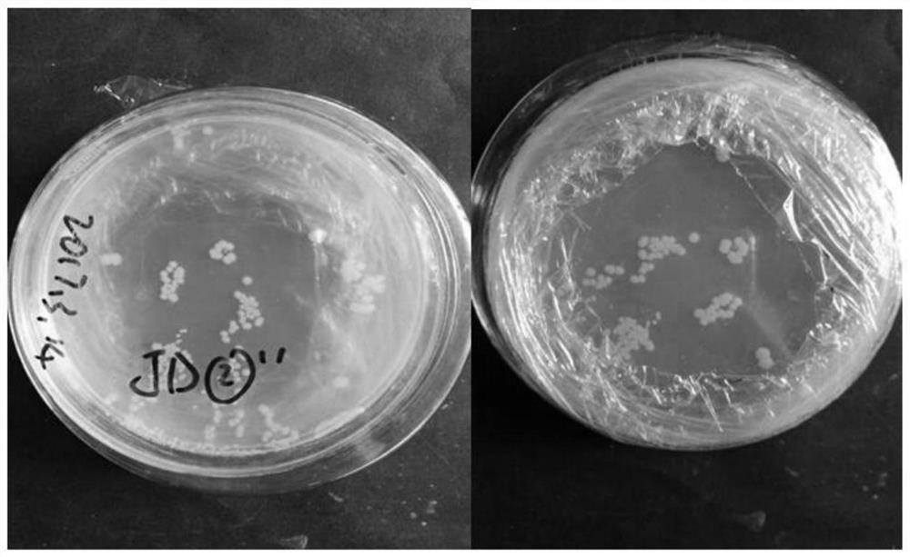 A strain of Providencia stutzeri jd and its application