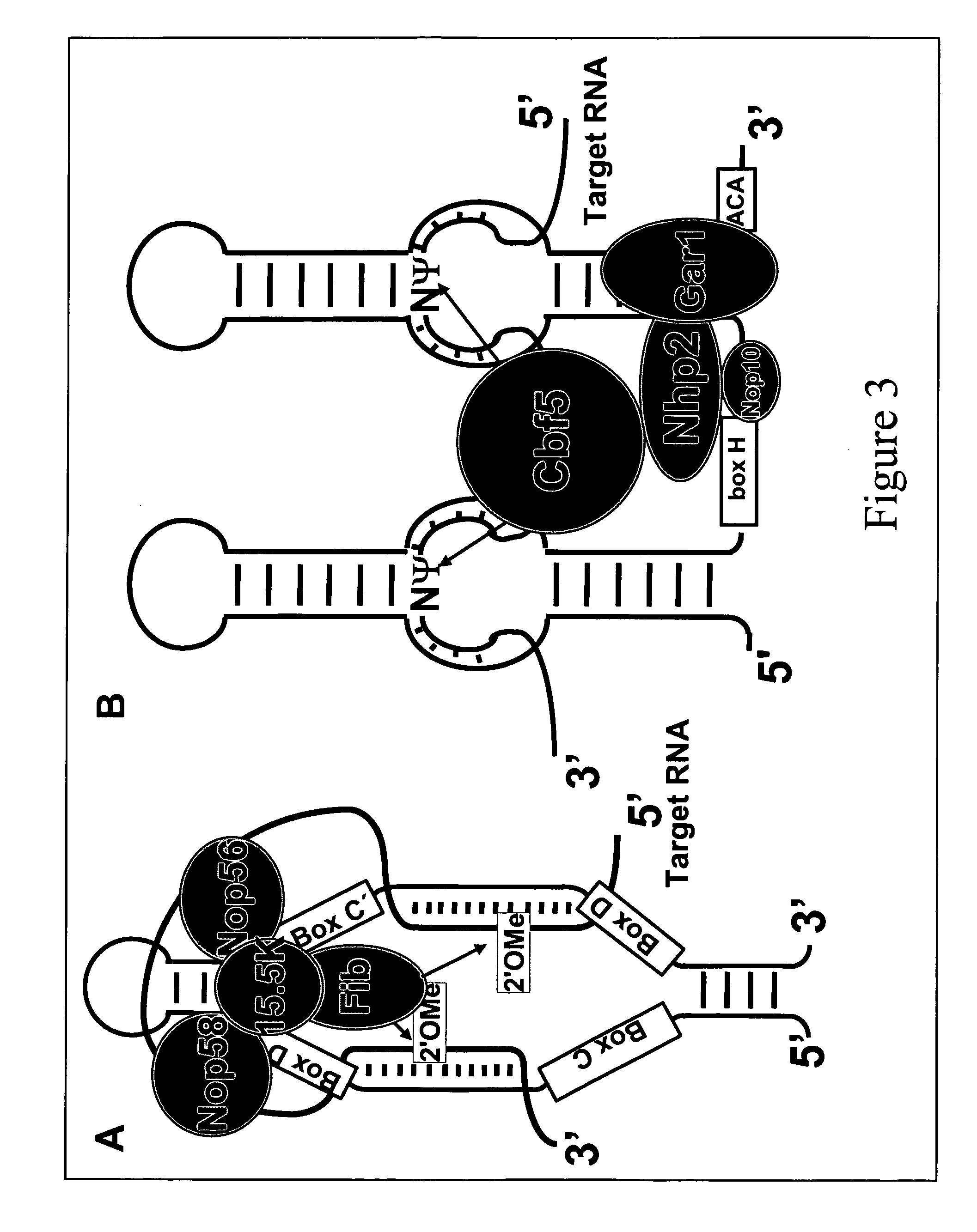 Nonsense suppression and genetic codon alteration by targeted modification