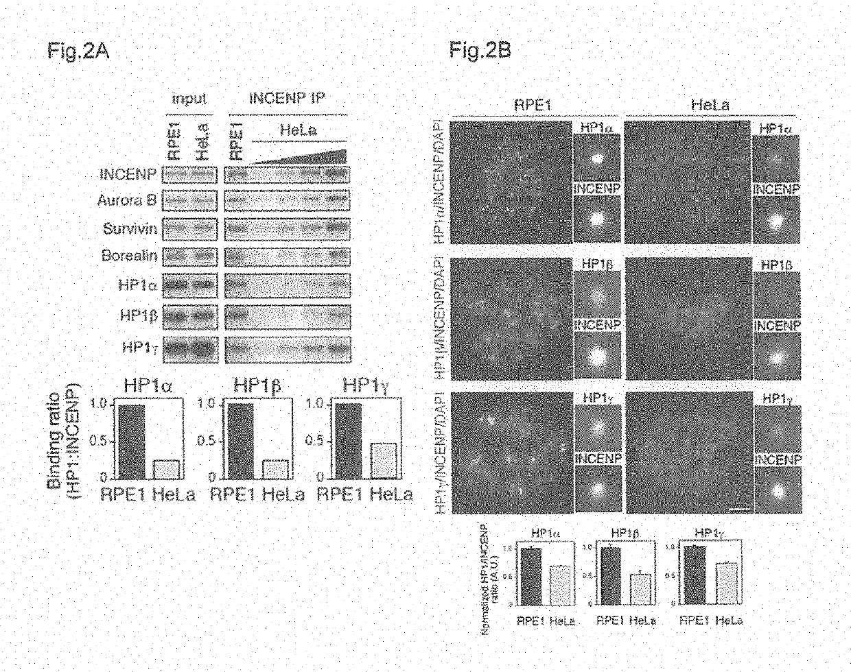 Screening method of anticancer agent focused on function of hp1 and evaluation system