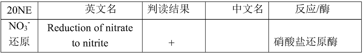 Aerobic denitrification strain and application thereof