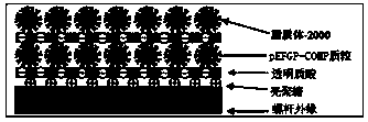 Screw capable of absorbing compound interface and manufacturing method of screw