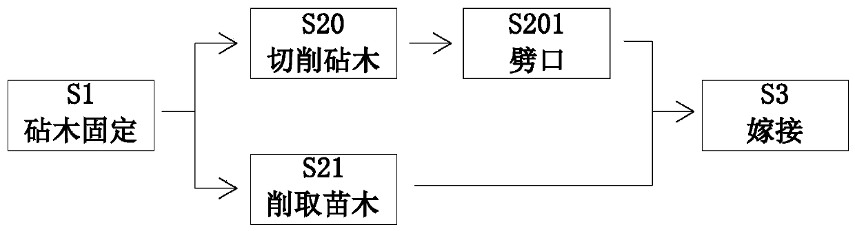 Method for promoting grafting and breeding of seedlings