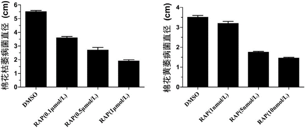 New application of TOR protein inhibitor to inhibition of wilt fusarium and verticillium dahliae of plants