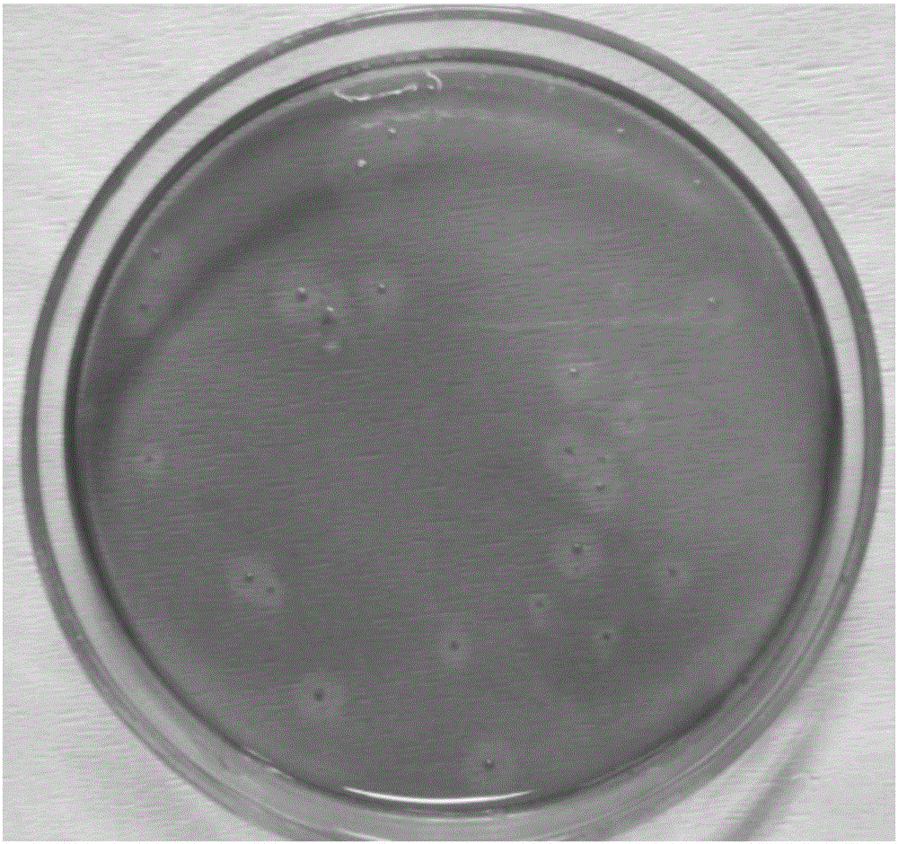 Paenibacillus elgii D7 and application thereof to cellulose degradation