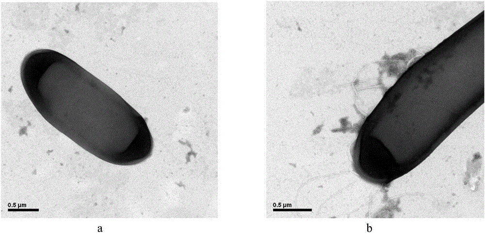 Paenibacillus elgii D7 and application thereof to cellulose degradation