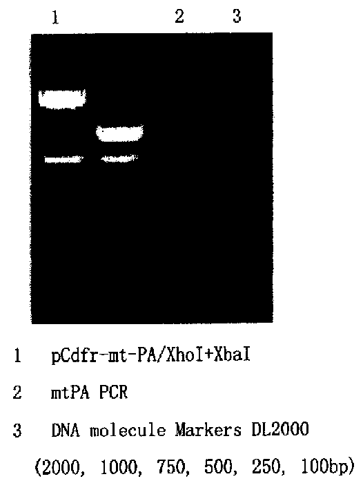 Technological process of producing recombinant human histiotype plasminogen activator TNK mutant