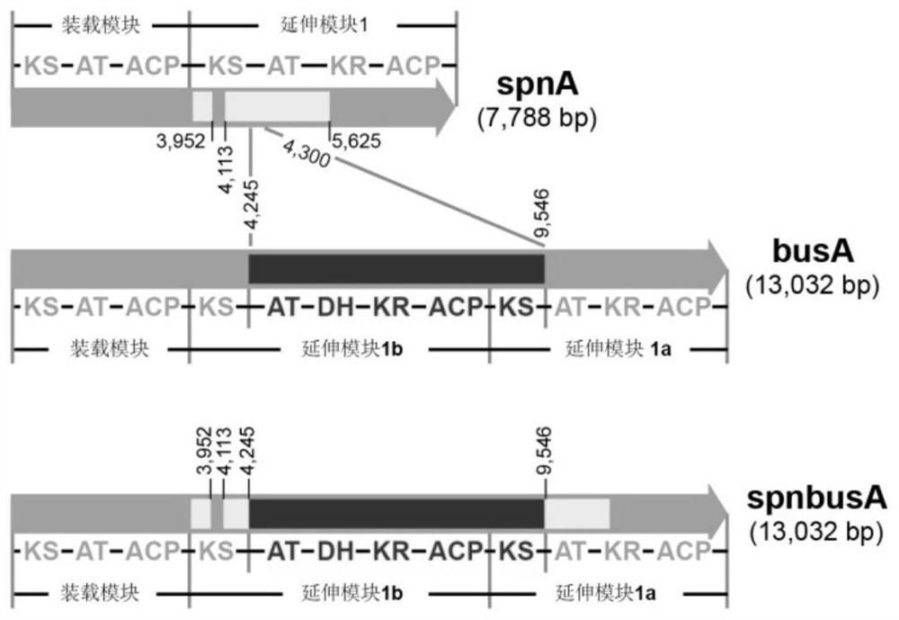 Traceless fixed-point transformation method of large gene cluster and application of traceless fixed-point transformation method