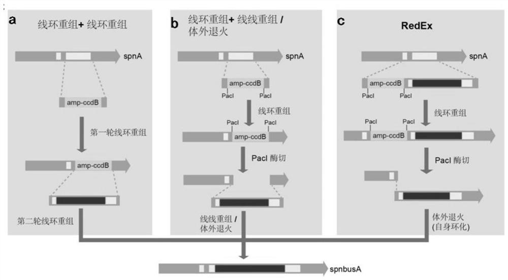 Traceless fixed-point transformation method of large gene cluster and application of traceless fixed-point transformation method