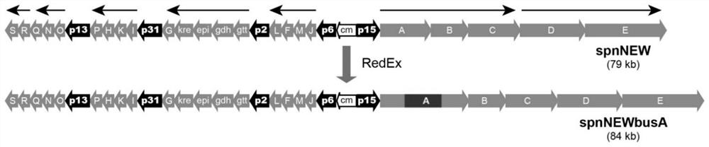 Traceless fixed-point transformation method of large gene cluster and application of traceless fixed-point transformation method