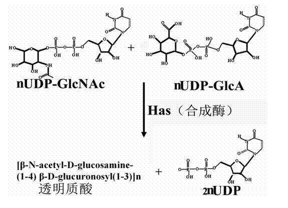 Recombinant expression vectors pQHK and pHK producing hyaluronic acid and construction method thereof