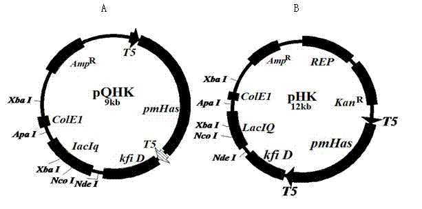 Recombinant expression vectors pQHK and pHK producing hyaluronic acid and construction method thereof