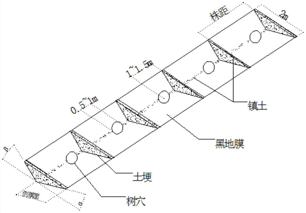 Rain-harvesting and drought-resistant cultivation method of forest trees in arid and semi-arid regions