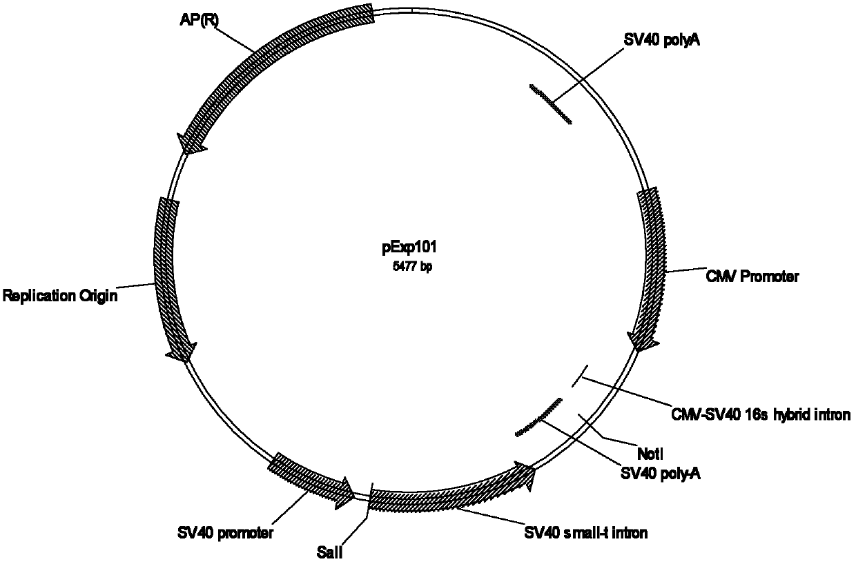 Efficient expression vector of antibody and preparation method for efficient expression vector