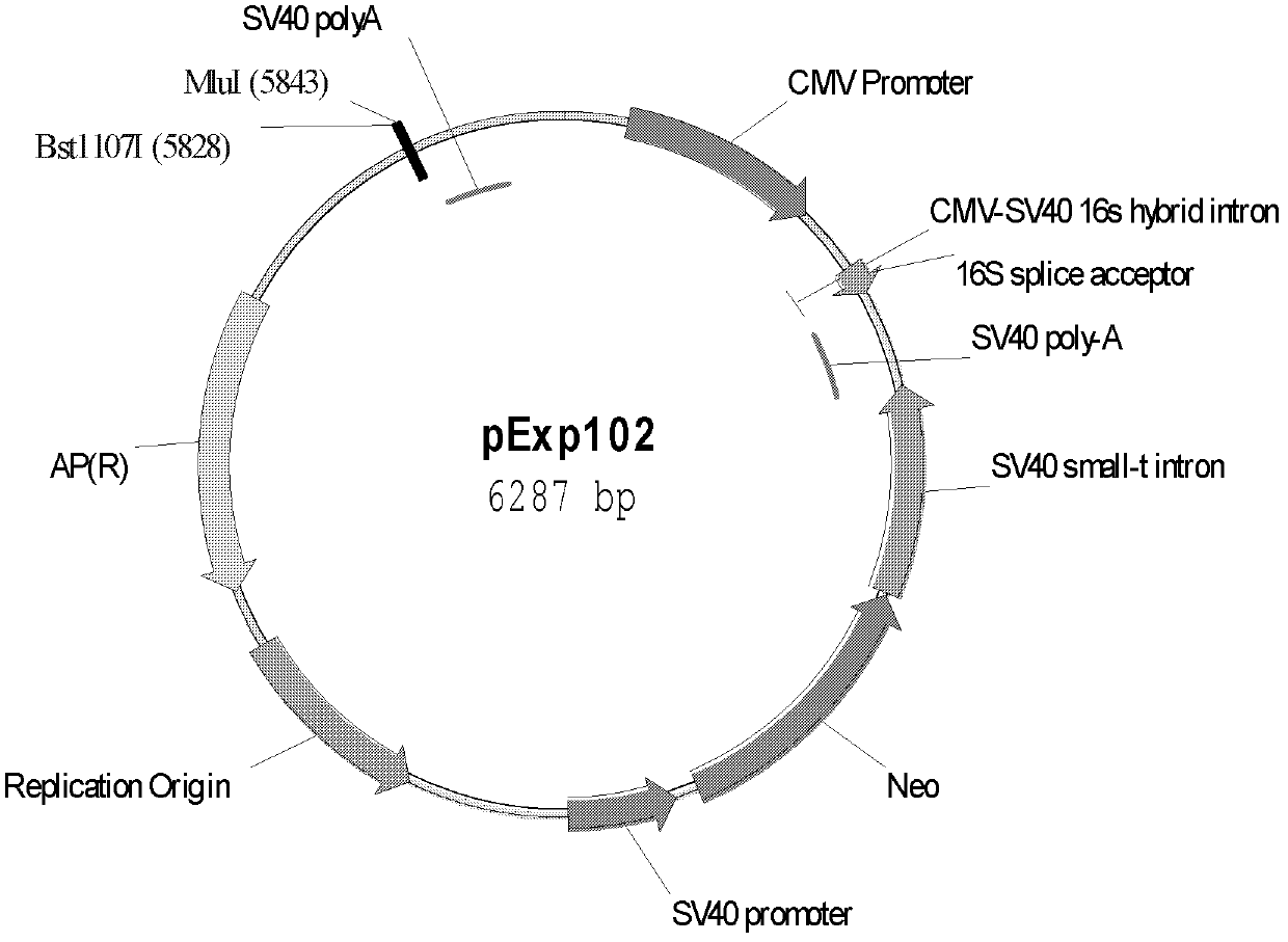 Efficient expression vector of antibody and preparation method for efficient expression vector