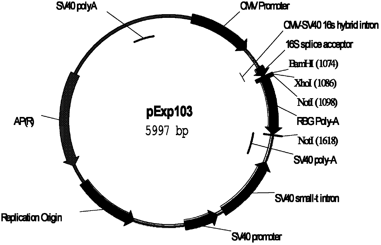 Efficient expression vector of antibody and preparation method for efficient expression vector