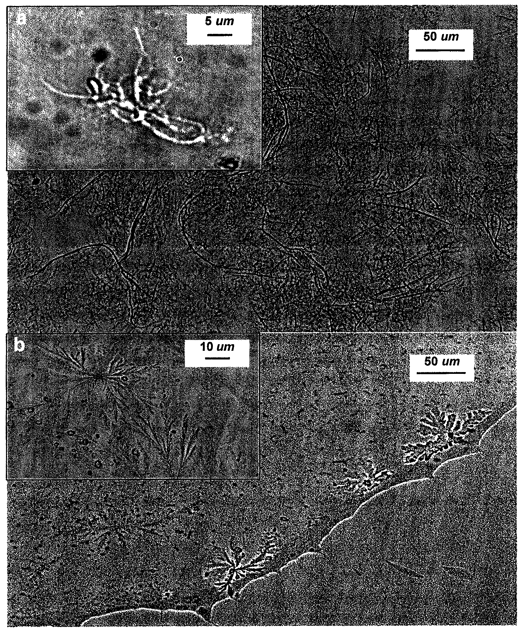 Superabsorbent polymer composite comprising superabsorbent polymer and cellulose nanofibrils