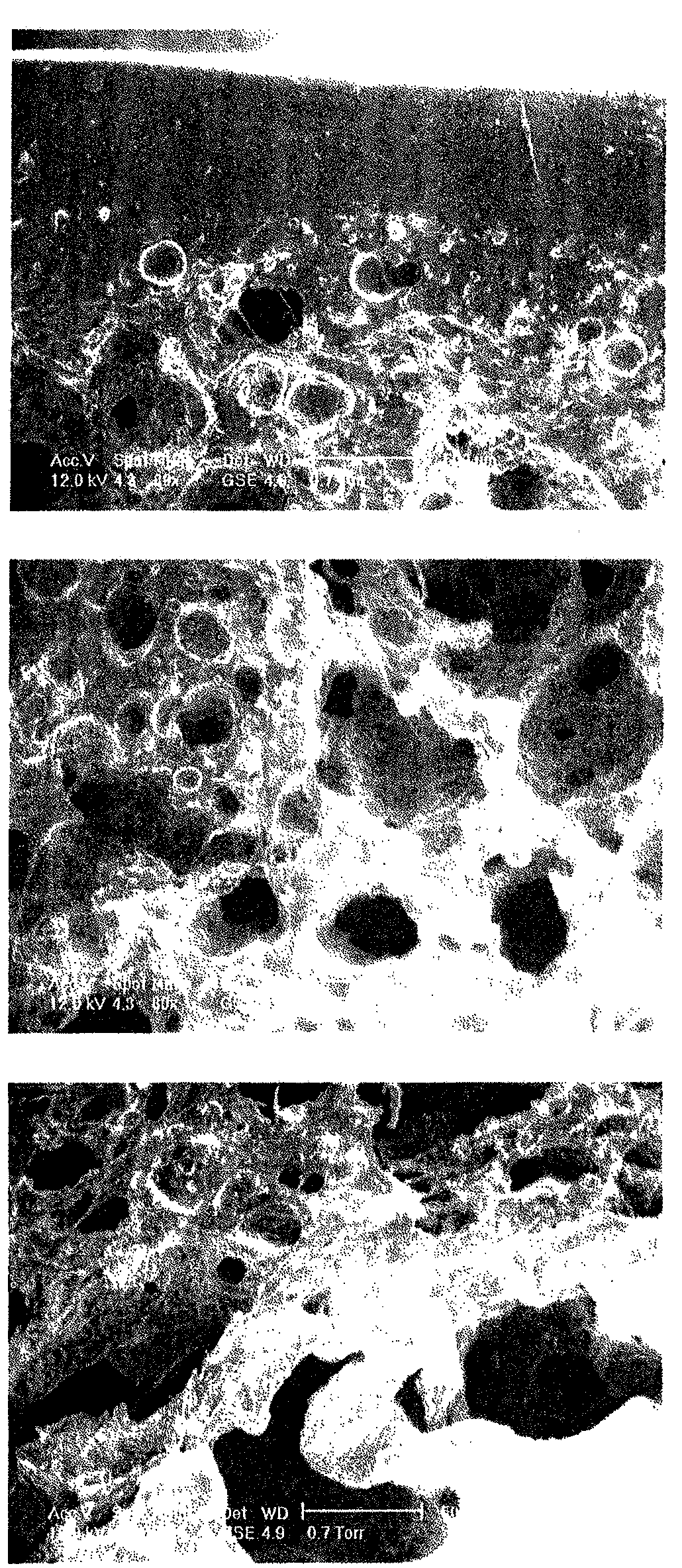 Superabsorbent polymer composite comprising superabsorbent polymer and cellulose nanofibrils