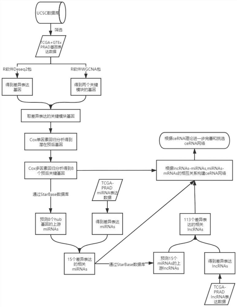 Construction method of prostatic cancer prognosis significant correlation ceRNA regulation and control network