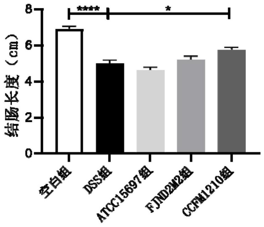 Bifidobacterium longum subsp.infantis for relieving colitis and application thereof