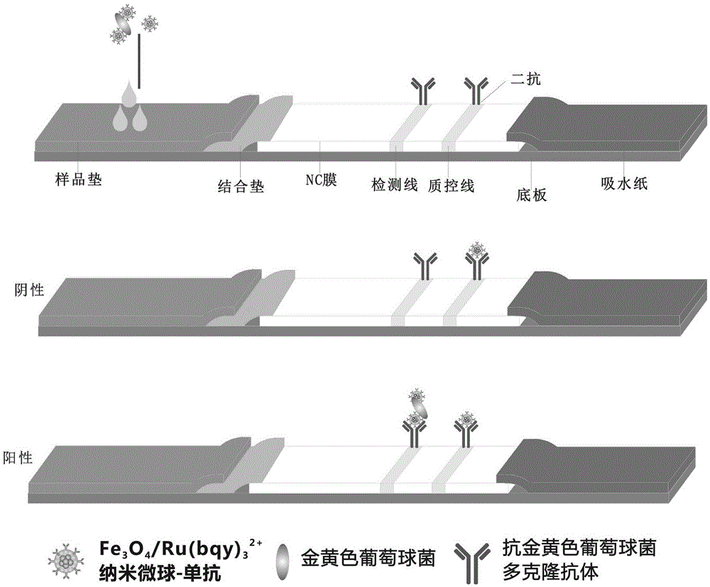 Method for rapidly detecting staphylococcus aureus