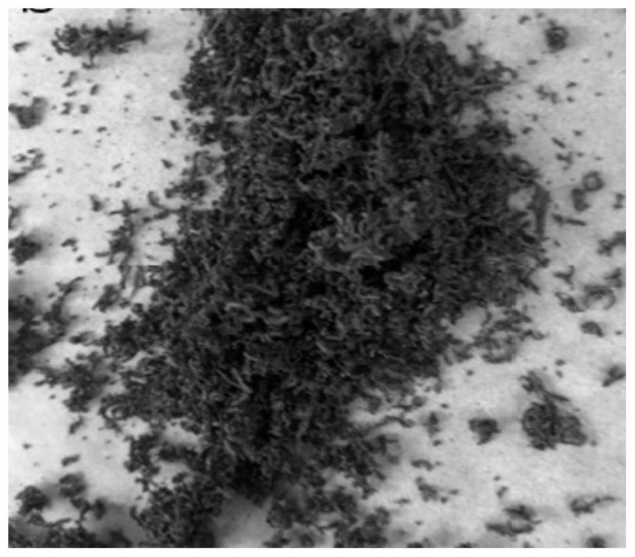 Sodium acetate trihydrate phase change heat storage material and preparation method thereof