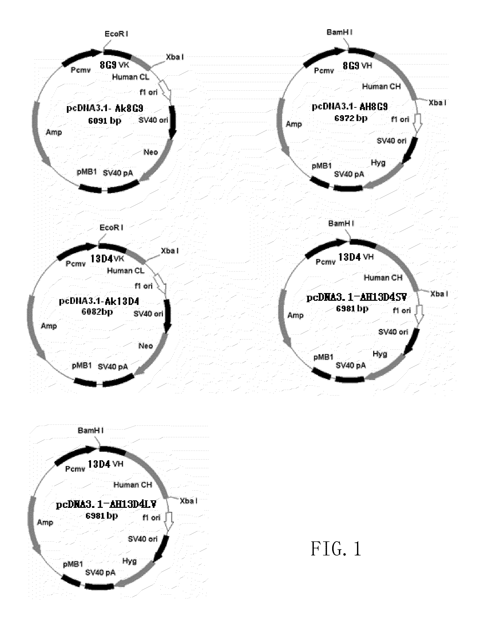 Monoclonal antibodies binding to avian influenza virus subtype H5 haemagglutinin and uses thereof