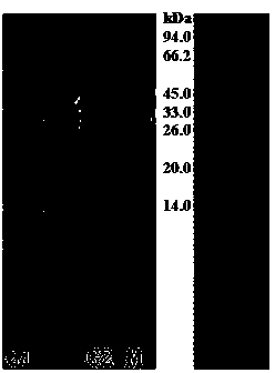 Liquorice protein nanoparticles and preparation method thereof