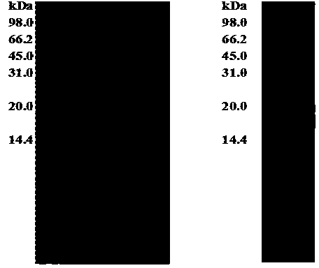 Liquorice protein nanoparticles and preparation method thereof