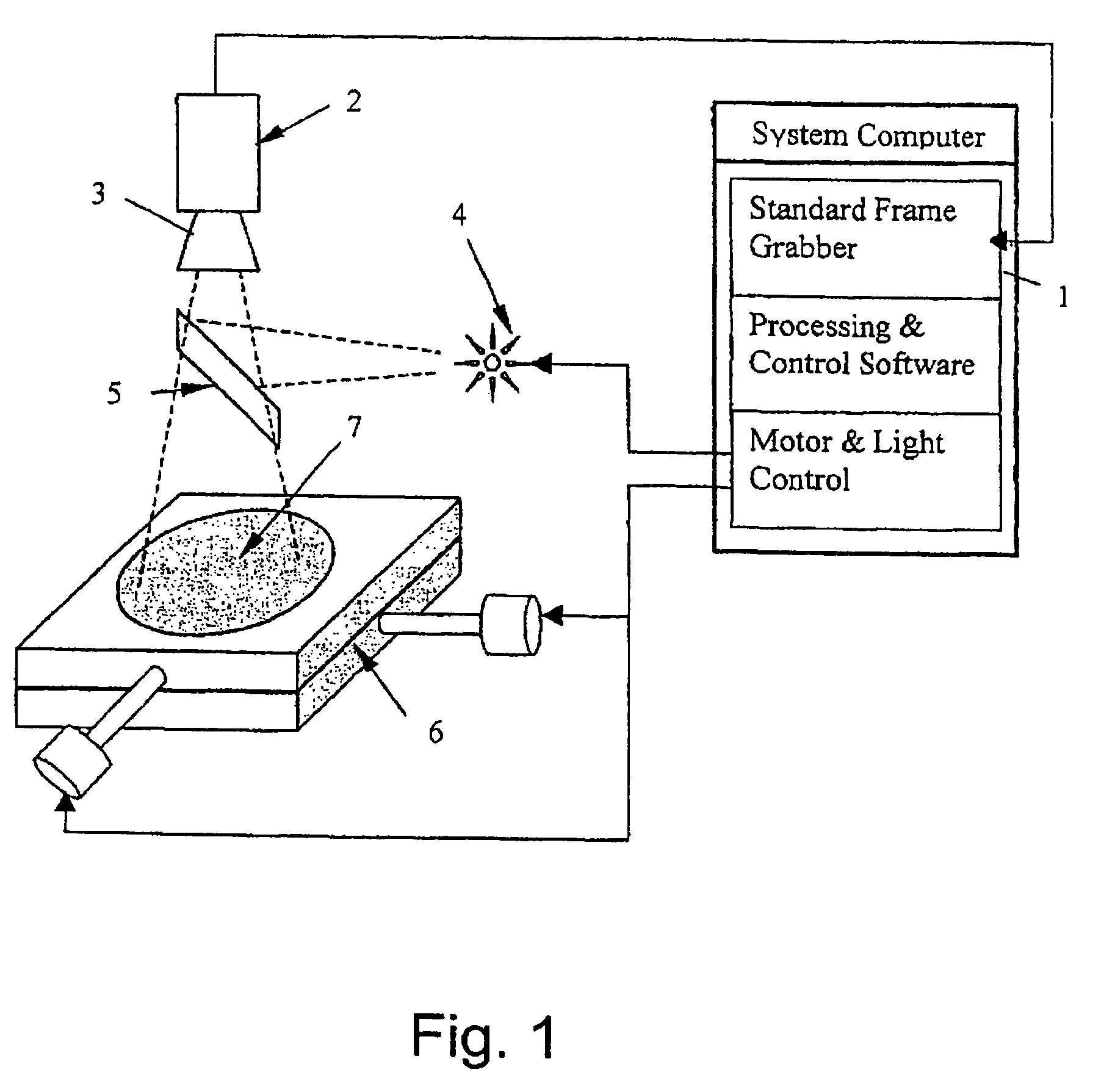 Method for the detection of viable microorganisms