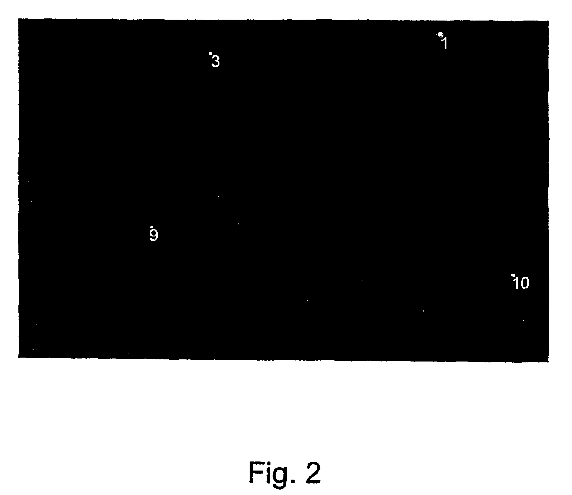 Method for the detection of viable microorganisms