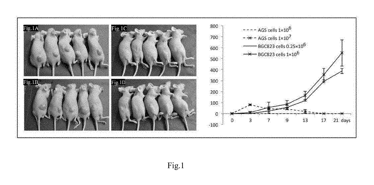 Methods and compositions for the diagnosis and treatment of cancer