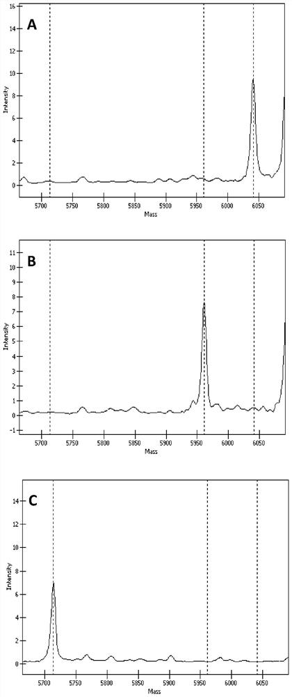 A kit for detecting the mutation site of susceptibility gene for granular corneal dystrophy