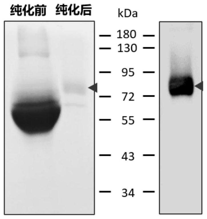 A nanobody of Glypican 3 with outstanding acid-base stability and preparation method thereof