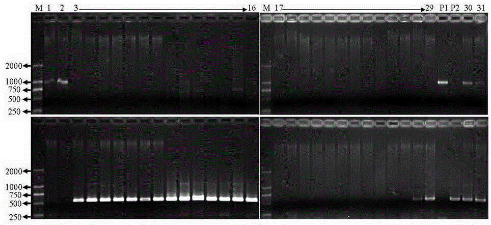 Millet waxy gene cosegregation molecular marker and detection method thereof