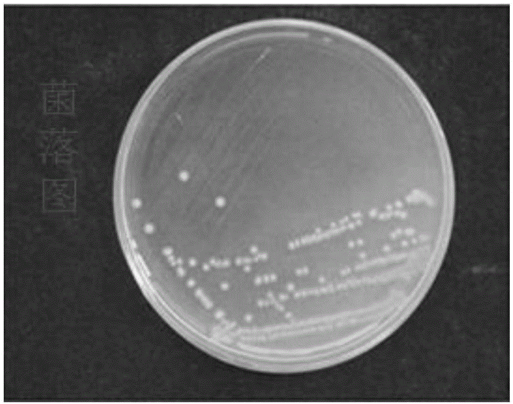 Streptomyces lydicus for preventing and curing fusarium wilt and application thereof