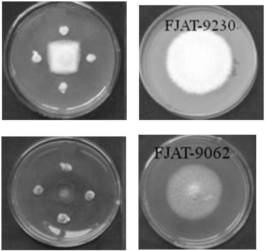 Streptomyces lydicus for preventing and curing fusarium wilt and application thereof