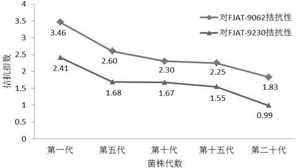 Streptomyces lydicus for preventing and curing fusarium wilt and application thereof