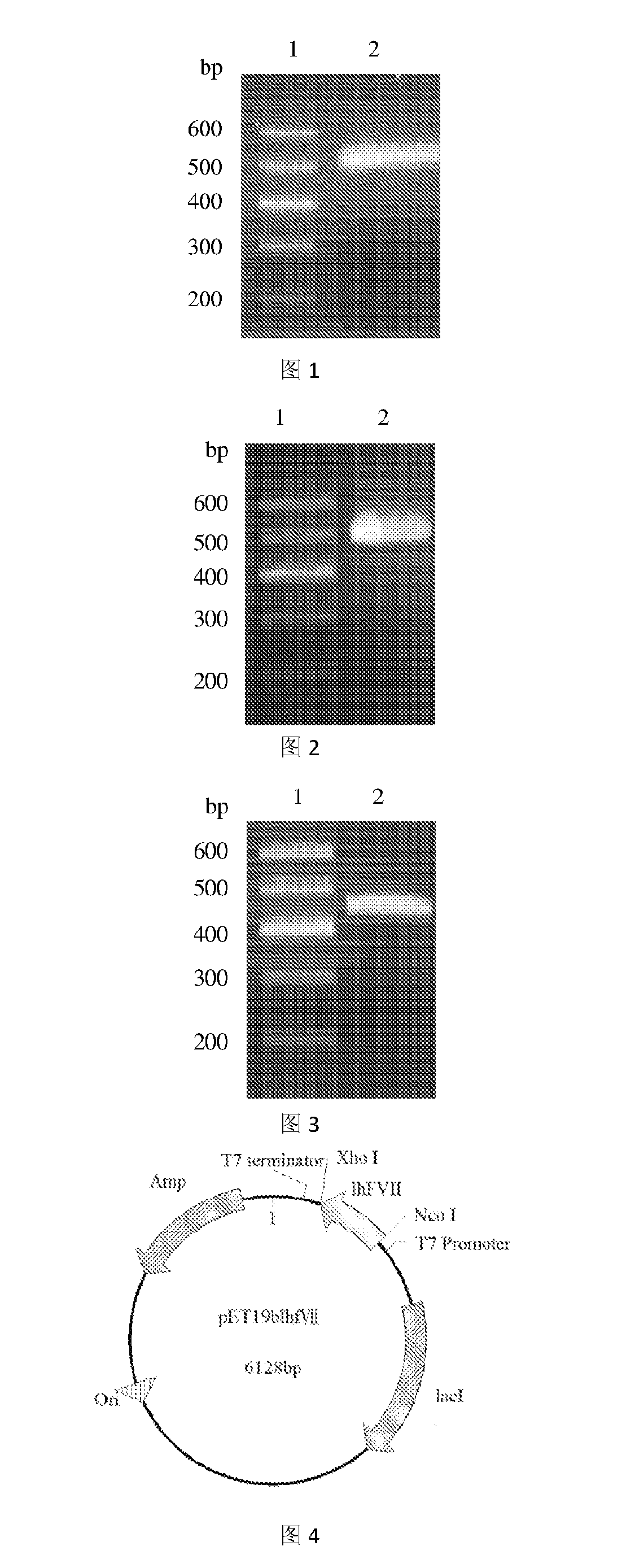 Human coagulation factor light chain protein and use of the same