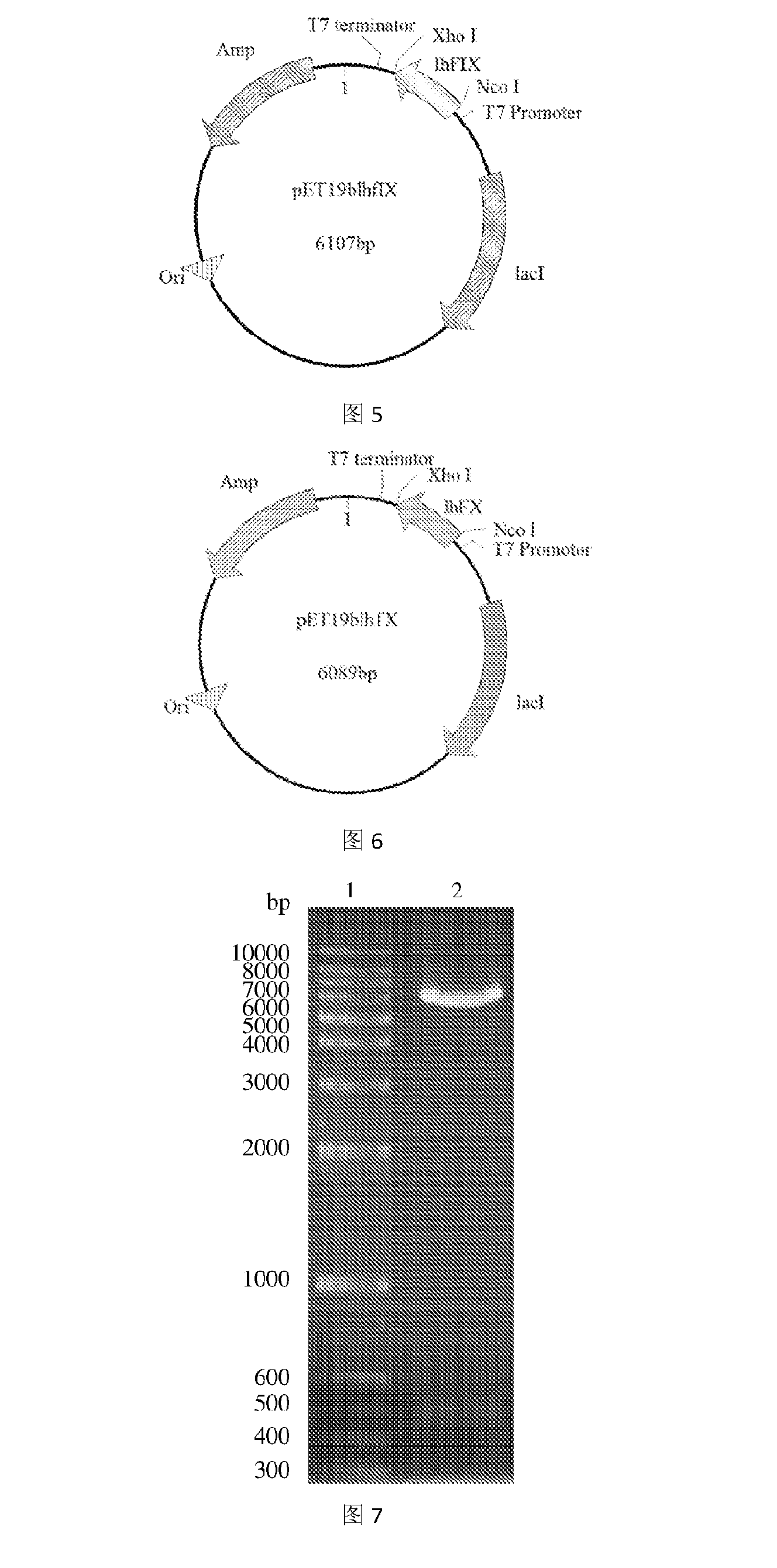 Human coagulation factor light chain protein and use of the same