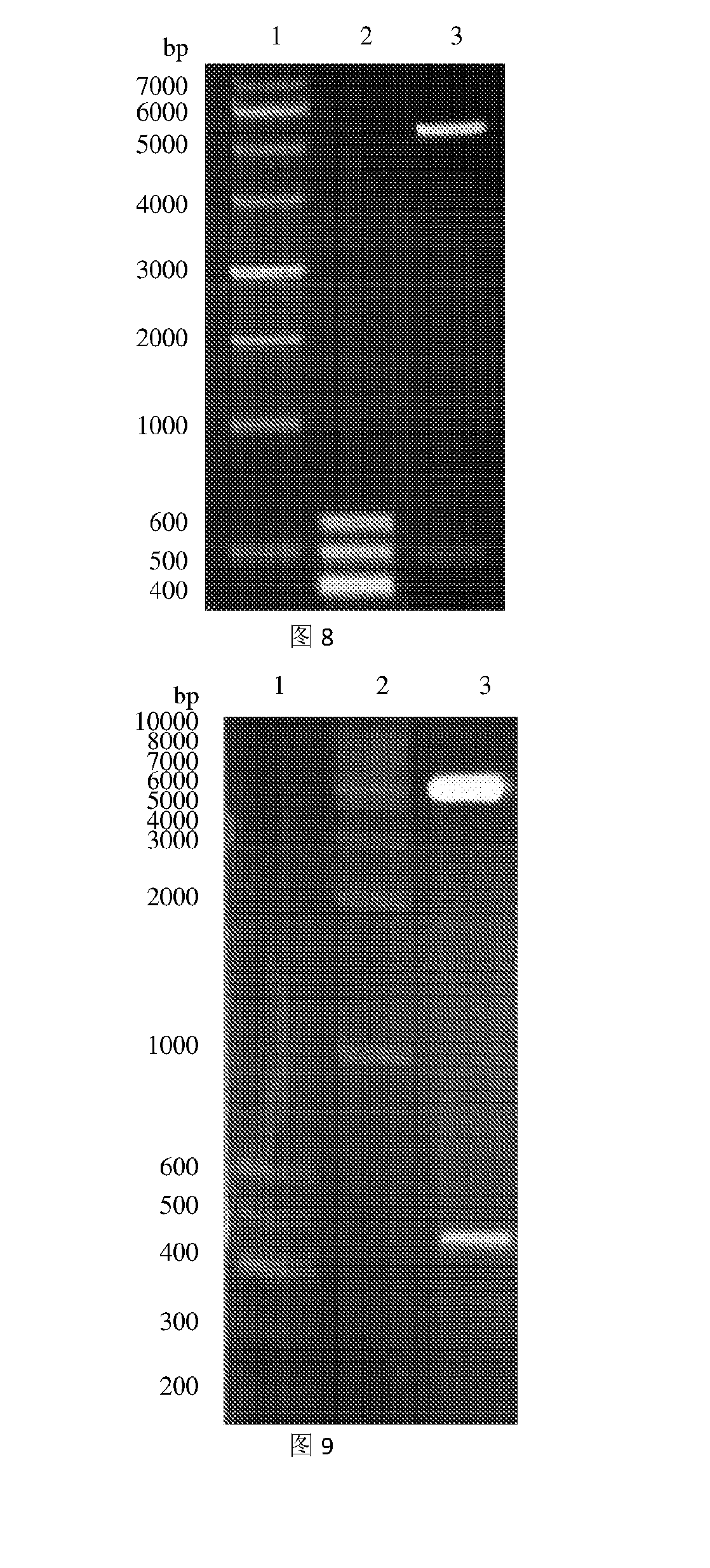 Human coagulation factor light chain protein and use of the same