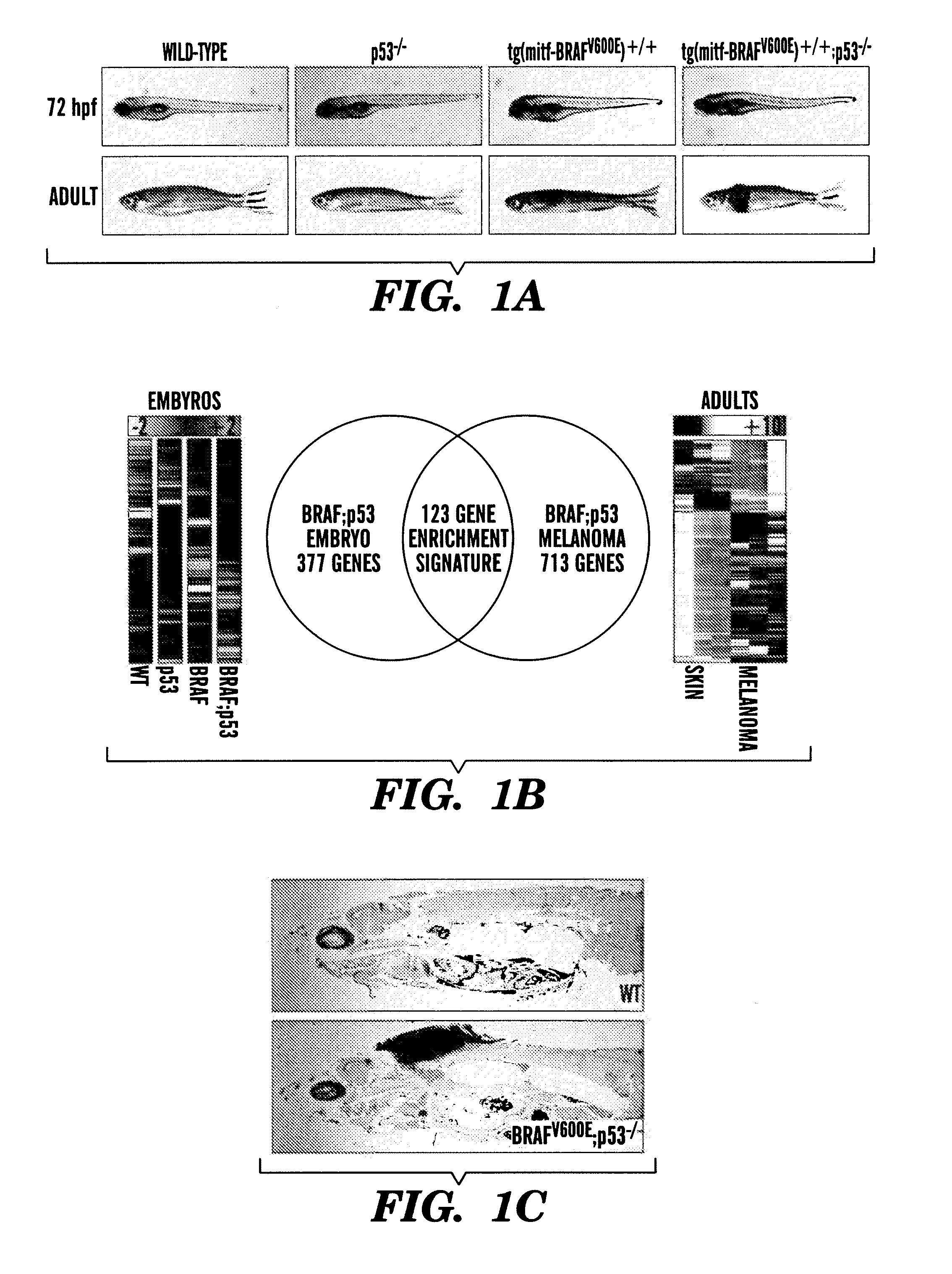 Methods for treatment of melanoma