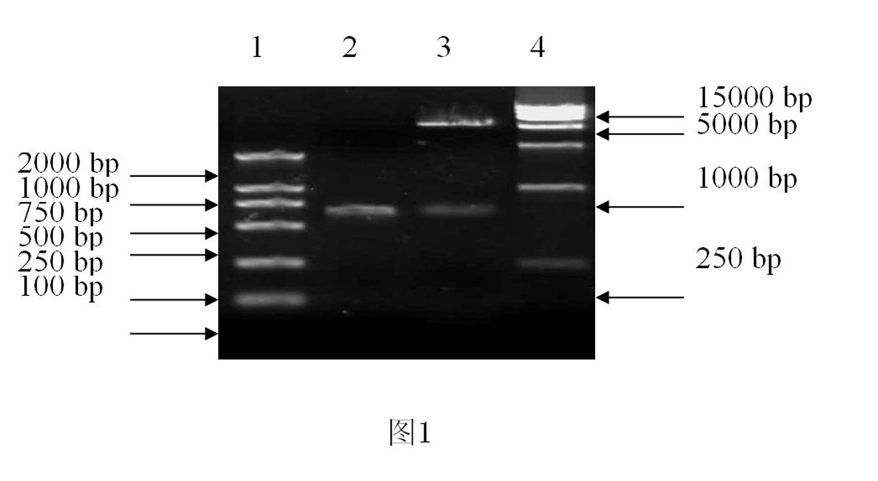 Enzyme-linked immunosorbent assay (ELISA) kit for duck hepatitis virus type-I serum antibody, test method and application thereof