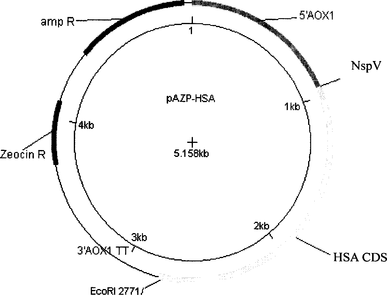 Expression human seralbumin carrier and engineering bacterium