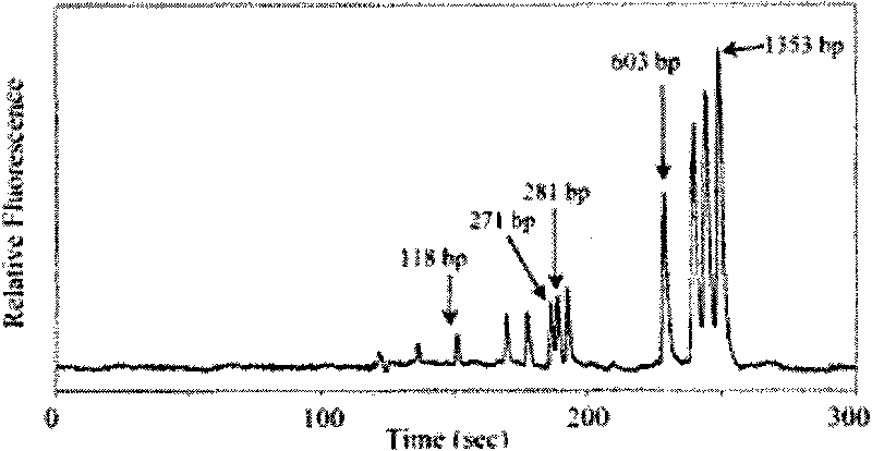 Micro-fluidic chip electrophoresis non-glue sieving system of gene diagnosis and method for preparing the system