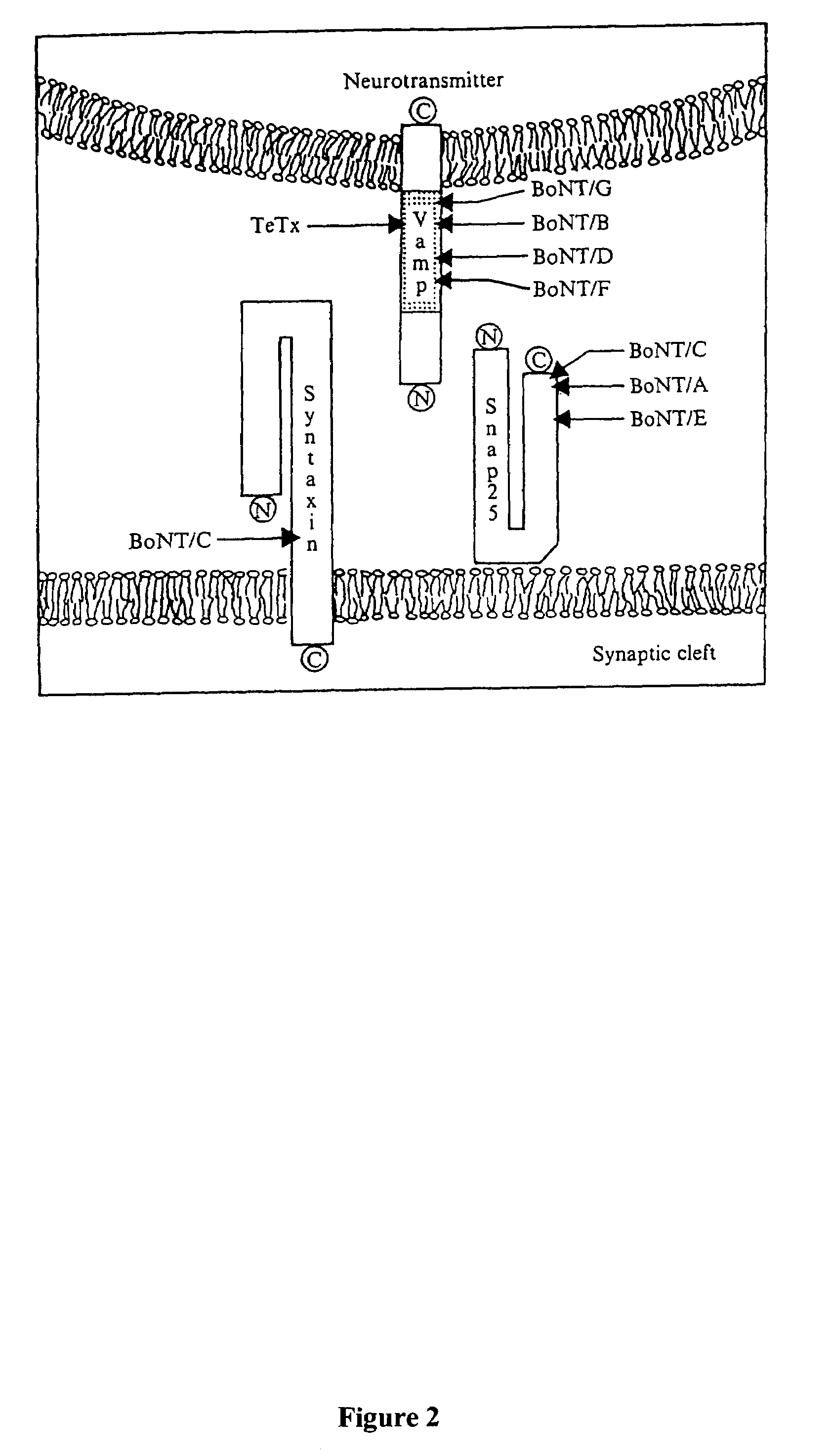 Fluorescence polarization assays for determining clostridial toxin activity