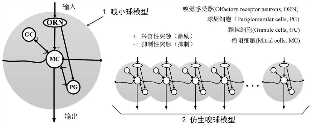 An electronic nose recognition method based on bionic olfactory bulb model and convolutional neural network