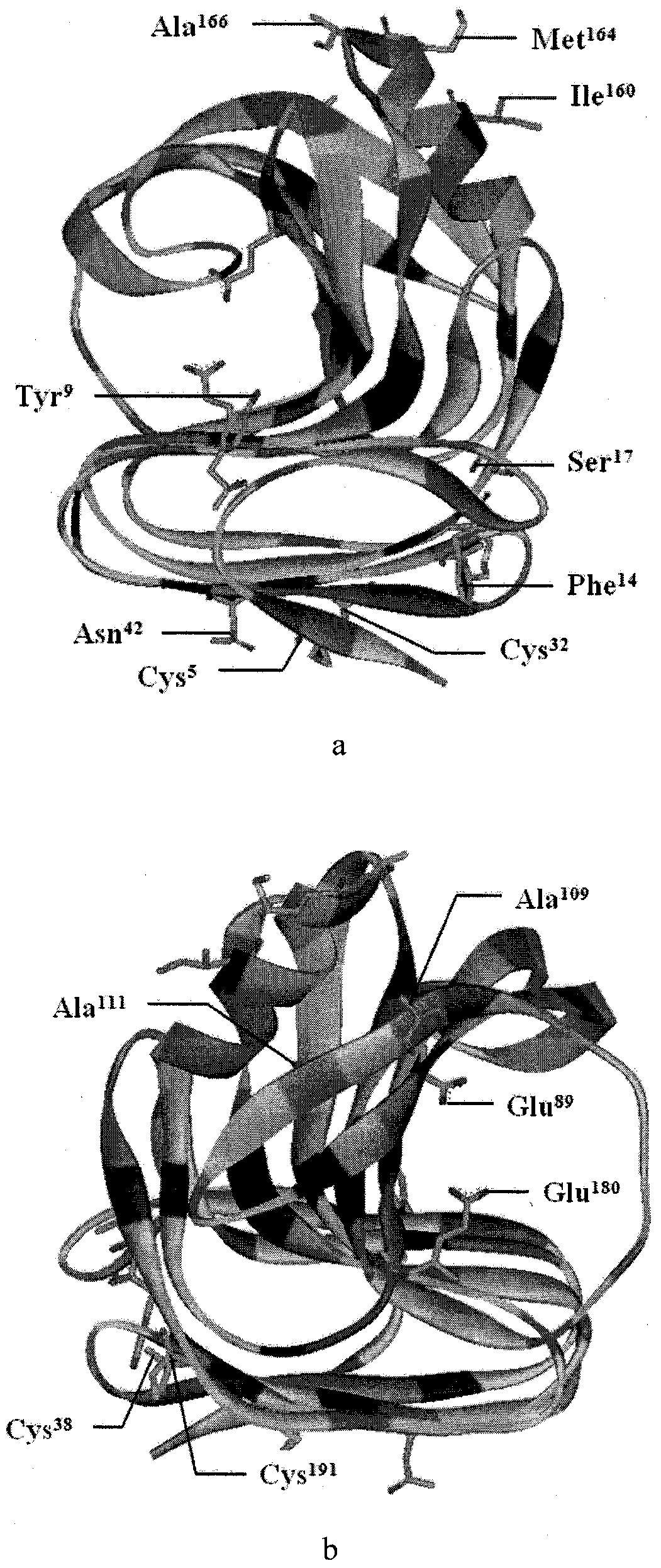 Construction method of a kind of xylanase hybrid enzyme engineering strain